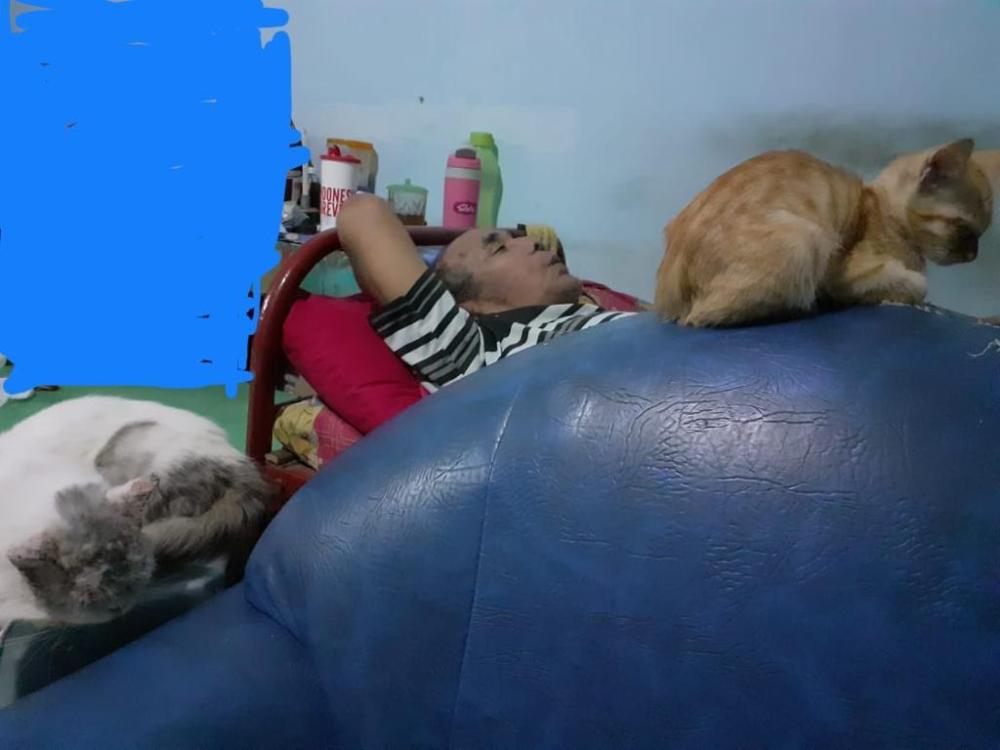 Bapak &amp; Kucing-kucing
